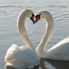 f4cd235e850132242b36776e5578a115--swan-love-mute-swan